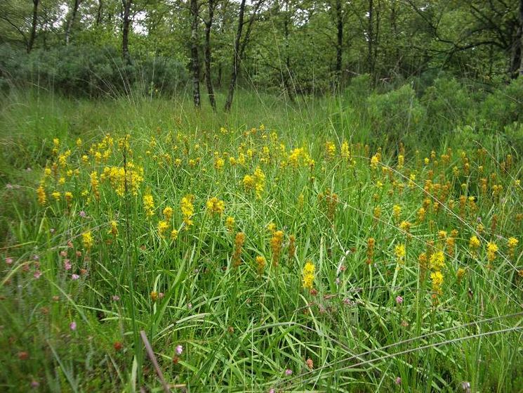 Moorlilien