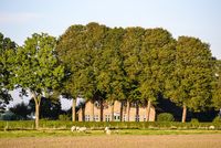 Landschaftsbild mit Bäumen und Schafen